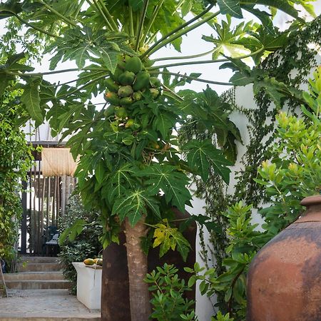 Altanure Almatere - Food Forest Boutique Stay Tavira Kültér fotó