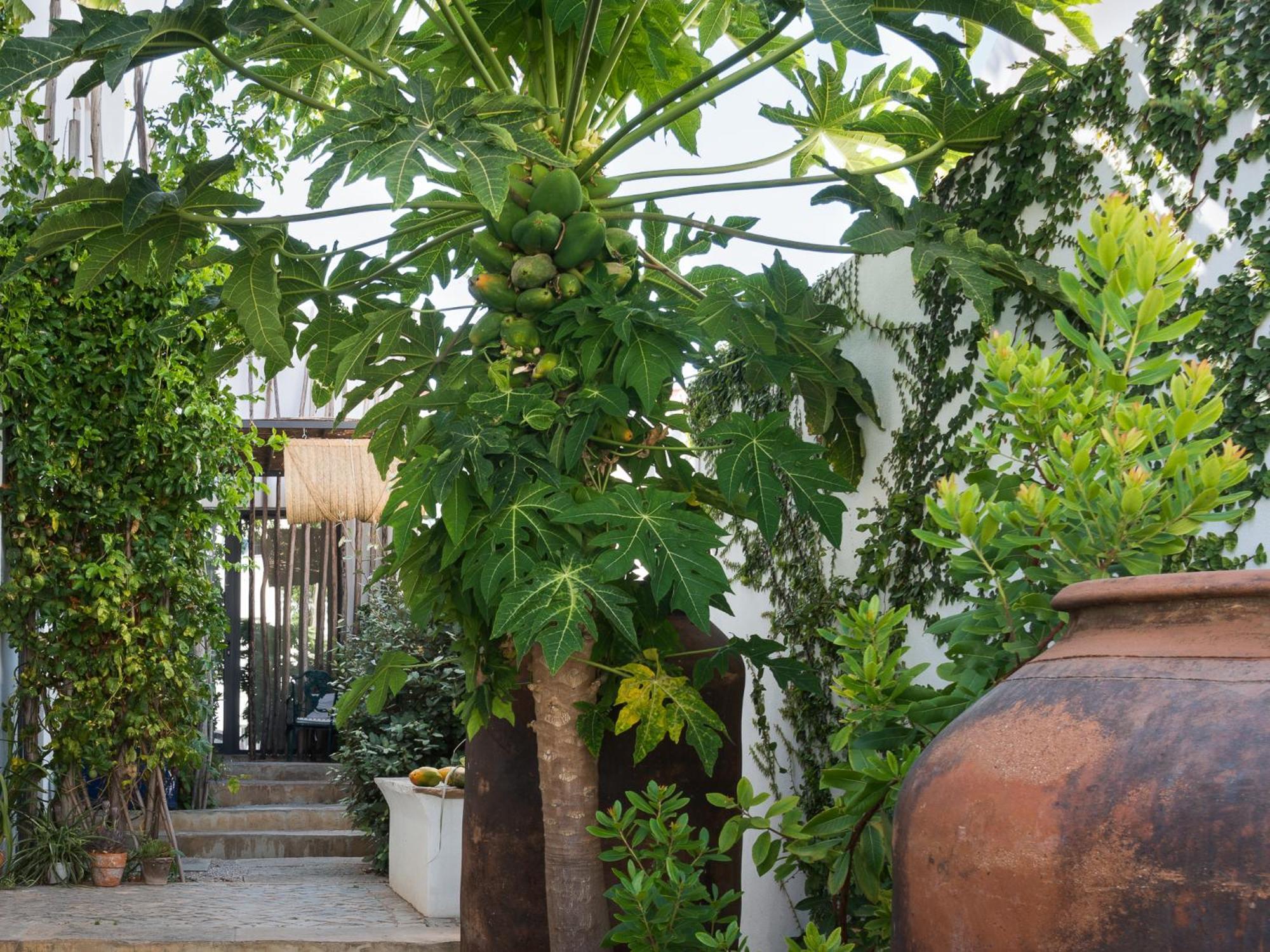 Altanure Almatere - Food Forest Boutique Stay Tavira Kültér fotó